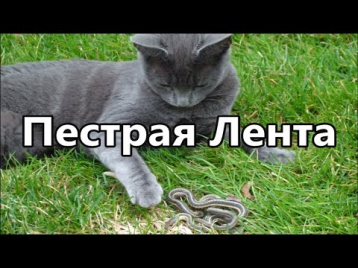 Пестрая лента. Шальная кошка принесла змею домой!