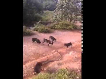 Kobra b n itlar jangda