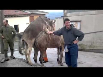 Осел трахнул лошадь