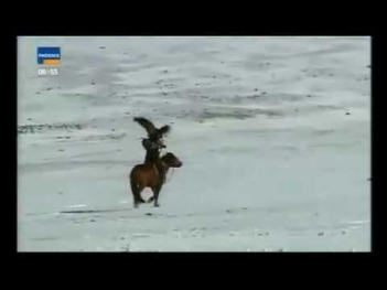 kartal ın kurt avı ..inanılmaz
