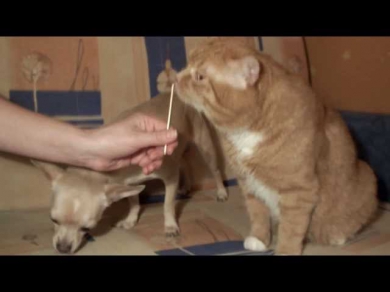 Кот и пёс вместе едят мороженое на палочке.