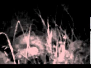 Alien Real Ghost isreal caught Cam