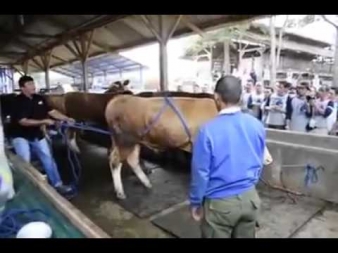 Вот как надо улажить быка