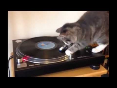 Машина времени - Кошка, которая гуляет сама по себе.