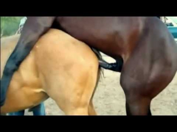 Размножение лошадей, Mating Horses, Спаривание Лошадей.