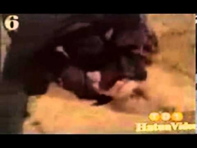 Samanlıkta sex porno adult memeler gögğsler am var koş