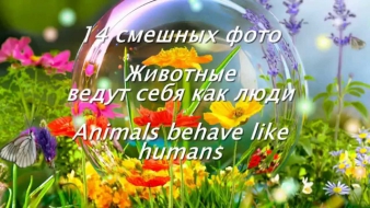 14 смешных фото. Животные ведут себя как люди/ Animals behave like humans