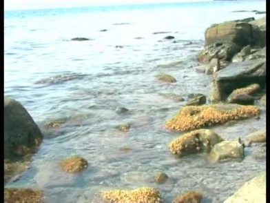 Море  под музыку саксофона(релакс) 1.