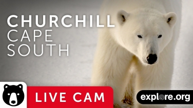 Cape South Camera - Churchill Cam, Wapusk National Park powered by EXPLORE.org