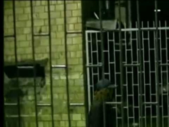 Тату - Клоуны