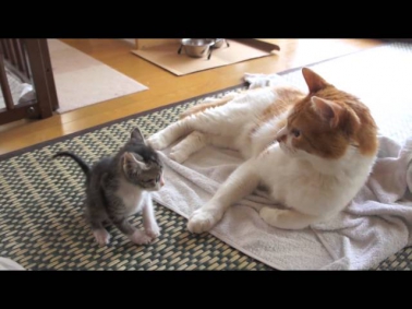 Очень забавный смешной маленький котенок.
