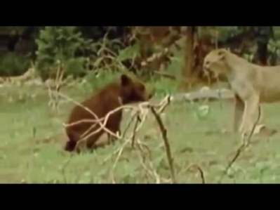 Ayiq bilan sher jangi va hokazolar