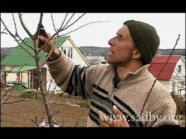 Обрезка сливы