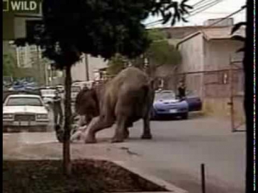 Слон напал на человека!