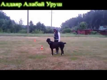 Алдаяр Алабай Уруш