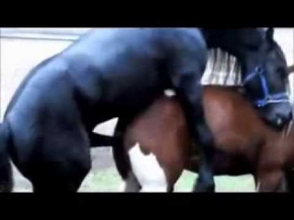 Black Stallion Popping U, Horse Mating   Horse Breeding секс с конем