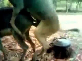 Секс Sex СПАРИВАНИЕ ОСЛА С ЛОШАДЬЮ Successfully mating of donkey and horse pairing319