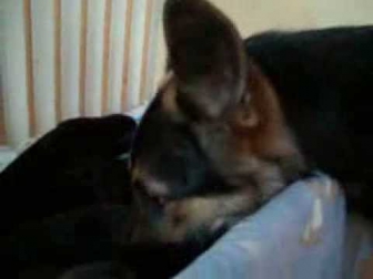 Duitse herder pups - 2