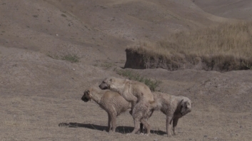 Tajik sagi dahmarda at resting camps/ Взаимоотношения собак внутри отарной стаи