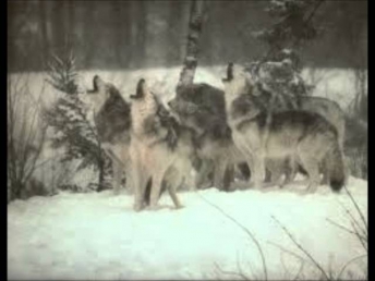 Мы волки...  исп. неизвестен...wmv