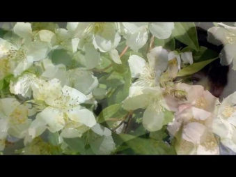 Гендель Георг Фридерик Прибытие царицы Савской .Jasmine.Жасмин.
