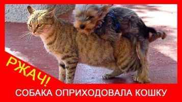 ★ ХХХ кошка и собака СЕКС! Пес трахает котэ - животный секс. Ржач!