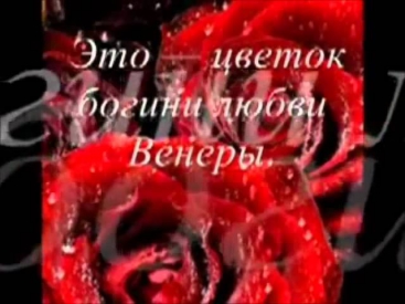 ВОЛИК ВИКТОР- ТРИ РОЗЫ