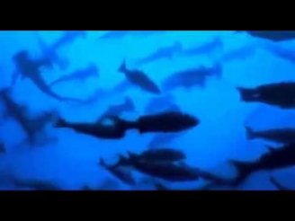 Документальный Фильм 2014 Секс на Глубине Тайная жизнь океана