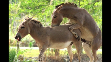 Horny Donkey trying to score at Miami Zoo