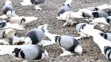 Taklacı güvercin pigeon kabutar