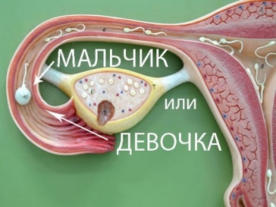 Как рассчитать пол ребенка