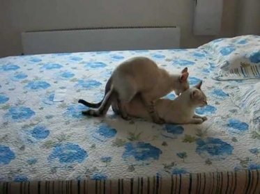 Кошка вяжет кошку... - Шок! -  These cats are lesbians -