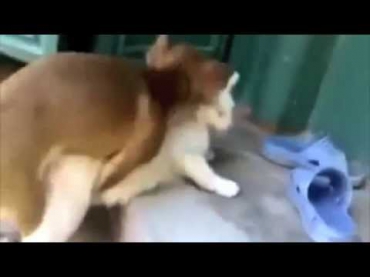 Секс кот и собака Жесть