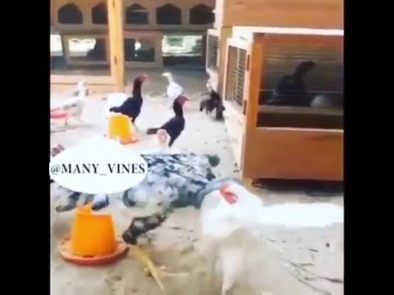 Дух Брюса Ли ЖИВ!!! Прикол))))