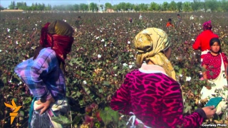 Uzbek "Пахта -- 2013" нинг илк қурбони Қаршида қайд этилди