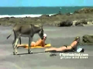 ВОТ ЕШАК ДАЕТ