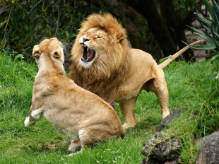 Прирожденные короли. Проект Nat Geo Wild