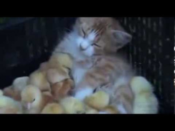 Самые милые цыплята и котёнок