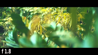 Jalan-Jalan, Foto-Foto - (Episode 3) - Apa itu BOKEH?