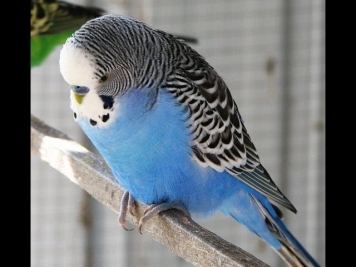 СМЕШНОЙ ПОПУГАЙ КЕША  КЛЕВО ГОВОРИТ / THE RIDICULOUS PARROT OF KESHA SUPER SPEAKS