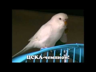 Волнистый попугай Роки учится говорить.avi