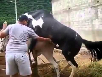 Спаривание ЛОШАДИ С ОСЛОМ Cruza de Burro Caballo Apareamiento Gigante