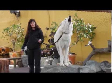 Арктический белый волк воет для публики