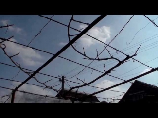 Обрезка на АРКЕ виноград