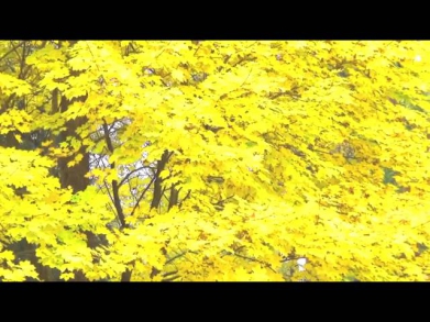 Висагинас Клены выкрасили город (Maples painted the city)