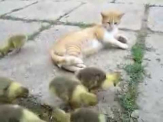 Прикольно кошка и гусята