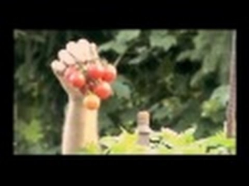 Get a FREE pack of Selke Biodynamic Cherry Tomato Seeds !