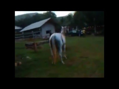 Horse Mating | Mating Horse | 2015 Horses Mating ~ Mating Horses