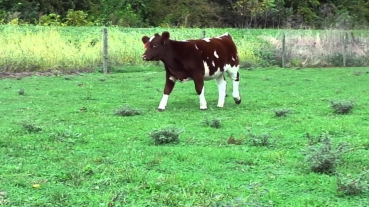 Selke Show Steers-- Monopoly Heifer for Sale
